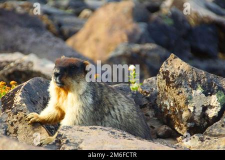 Un voyage fascinant au pays des geysers et des volcans jusqu'à la péninsule de Kamchatka Banque D'Images