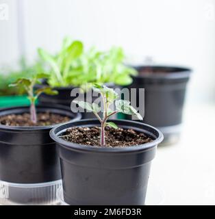 Semis de tomates vertes sur le rebord de la fenêtre dans la maison Banque D'Images