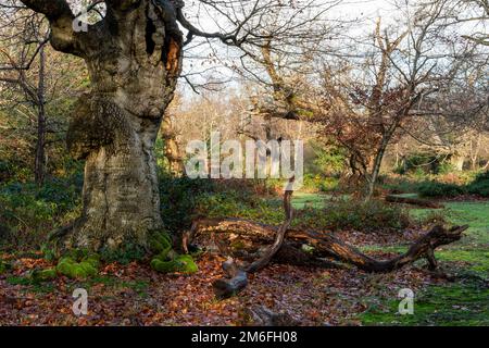 Un ancien arbre creux dans un cadre boisé Banque D'Images