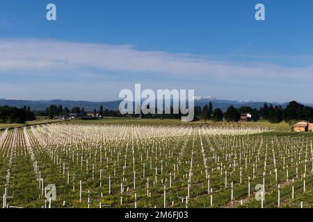 Champ de culture des raisins, Parme, Bologne, région. Italie Banque D'Images