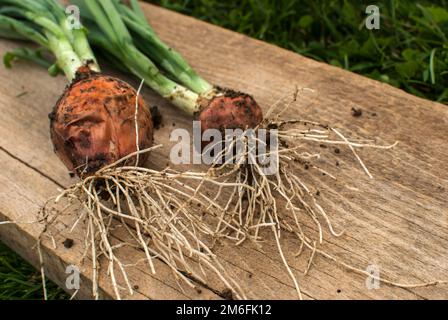 Fraîchement cueillis à partir de lit de légumes oignons bio à proximité sur bois Banque D'Images