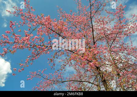 L'arbre magique de la fleur de cerisier dans la montagne Himalyan de Kalimpong. Banque D'Images