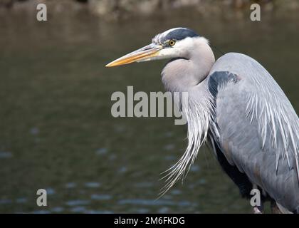 Grand héron bleu dans le profil latéral montrant des panaches de reproduction mane long col courbé bec orange long et plumes bleues sur la tête sur fond d'eau simple Banque D'Images