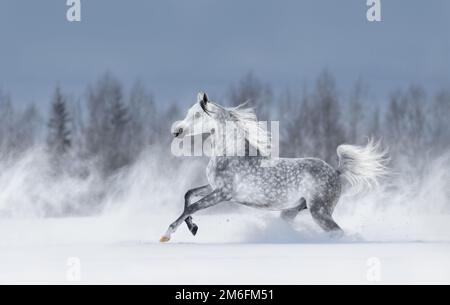 Le cheval arabe gris de race pure galling pendant le blizzard à travers le champ enneigé d'hiver. Vue latérale. Banque D'Images