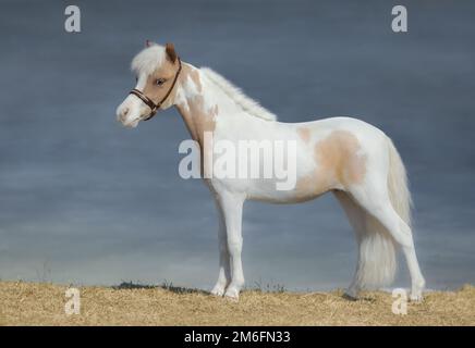 Peindre le cheval miniature américain sur fond de nature. Vue latérale. Banque D'Images