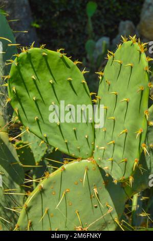 Cactus de poire pirickly avec oreilles, croissant dans le parc, à l'extérieur, cadre vertical Banque D'Images