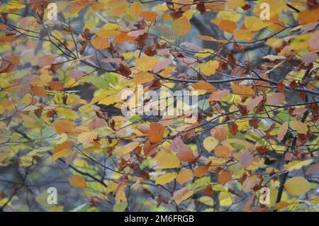 Feuilles d'automne sur les branches de la forêt de Delamere Banque D'Images