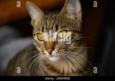 Portrait du jeune chat de shorthair européen Banque D'Images