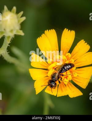 Une petite mouche sur une fleur jaune Banque D'Images