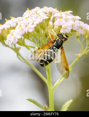 Une araignée a attrapé une guêpe sur une fleur Banque D'Images