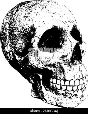 Illustration du crâne dans la vue en profil noir Illustration de Vecteur
