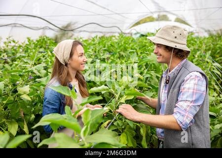 Couple romantique de jeunes agriculteurs travaillant dans la serre Banque D'Images