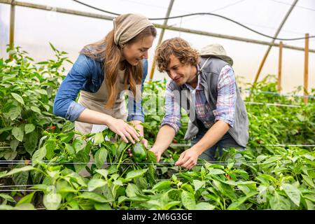 Couple d'agriculteurs récoltant ensemble des cultures agricoles Banque D'Images