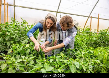 Agronomes collectant la récolte en serre Banque D'Images