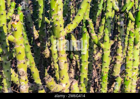 Euphorbia caducifolia arbre à angle plat Banque D'Images