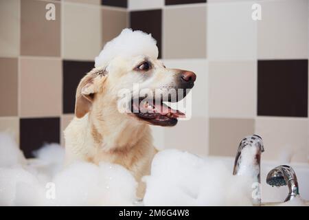 Un chien heureux prend un bain dans la salle de bains. Labrador Retriever amusant avec du savon moussant sur la tête. Banque D'Images