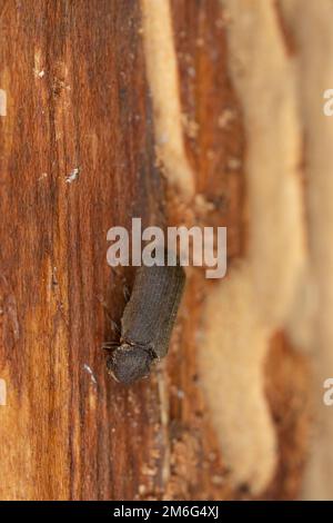Cacotemnus thomsoni sur bois de sapin, photo de gros plan Banque D'Images