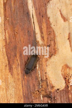 Cacotemnus thomsoni sur bois de sapin, photo de gros plan Banque D'Images