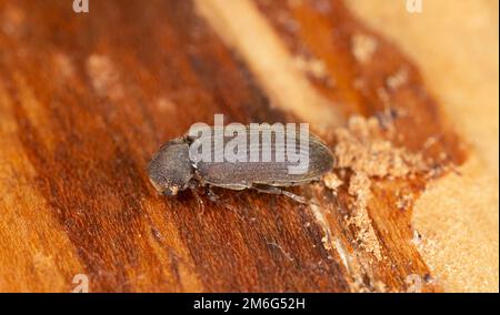 Cacotemnus thomsoni sur bois de sapin, macro photo Banque D'Images