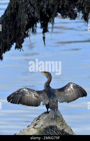 Cormorant (Phalacrocorax carbo) adulte perché sur la roche dans le port de pêche avec des ailes étirées jusqu'au plumage sec après avoir plongé pour pêcher, Berwickshire Banque D'Images