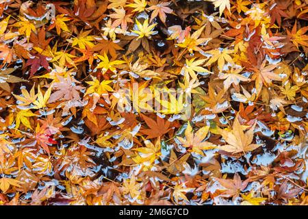 Feuilles d'érable sur l'étang en automne Banque D'Images