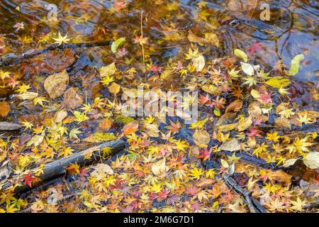 Feuilles d'automne de près sur le lac Banque D'Images