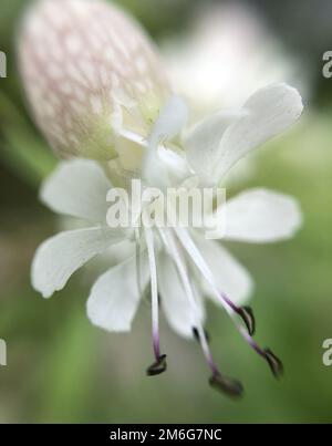 Photo macro avec un gros plan d'une fleur Banque D'Images