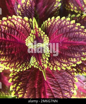 Photo macro avec un gros plan d'une fleur Banque D'Images