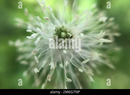 Photo macro avec un gros plan d'une fleur Banque D'Images