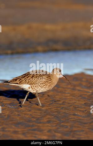 Curlew (Numenius arquata), qui s'étend au-dessus de la mudFlat à marée basse, Réserve naturelle nationale de Lindisfarne, Northumberland, Angleterre, janvier 2008 Banque D'Images