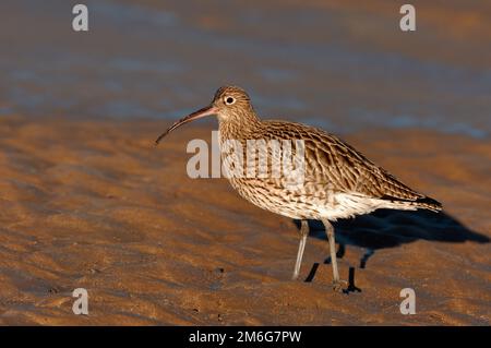 Curlew (Numenius arquata), qui s'étend au-dessus de la mudFlat à marée basse, Réserve naturelle nationale de Lindisfarne, Northumberland, Angleterre, janvier 2008 Banque D'Images