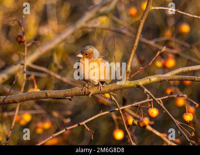 Chaffinch mâle perché sur la branche d'un arbre de pomme de crabe chargé de fruits dans un jardin britannique, en hiver. Banque D'Images
