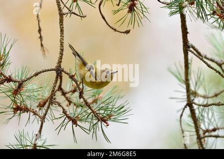 Goldcrest (Regulus regulus) recherche d'insectes dans le pin sylvestre, réserve naturelle RSPB Loch Garten, parc national de Cairngorms, Speyside, Écosse Banque D'Images