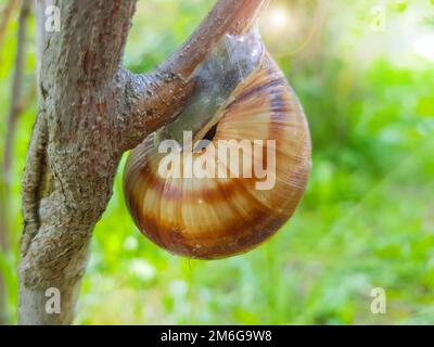 Gros plan d'un petit escargot de jardin assis sur une branche d'arbre contre le fond de la nature, par une belle journée d'été Banque D'Images