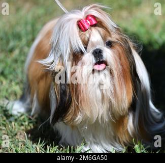 Chien race Yorkshire Terrier, ou York lors d'une promenade le jour de l'été Banque D'Images