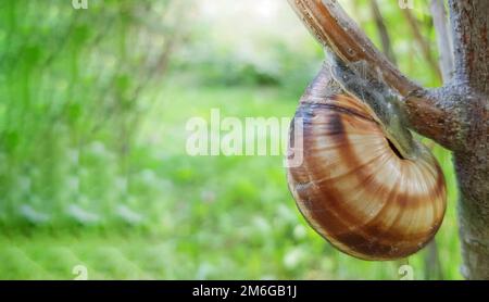 Gros plan d'un petit escargot de jardin assis sur une branche d'arbre contre le fond de la nature, par une belle journée d'été Banque D'Images