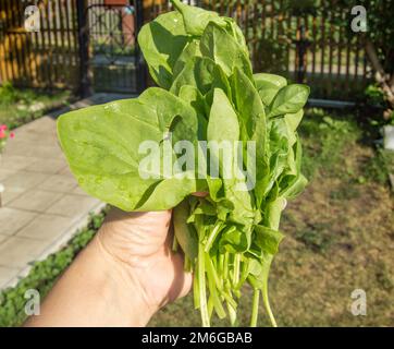 La main d'une femme tient un bouquet fraîchement coupé de jeunes épinards verts, à l'extérieur, la lumière du soleil et les ombres, gros plan Banque D'Images