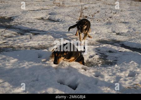 Cage pour chiens de traîneau à l'extérieur. Les chiots de la même litière d'Alaska traversent la neige dans le champ le jour d'hiver ensoleillé et glacial. Les jeunes chiens s'amusent et s'amusent activement Banque D'Images