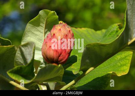 Magnolia macrophylla Banque D'Images