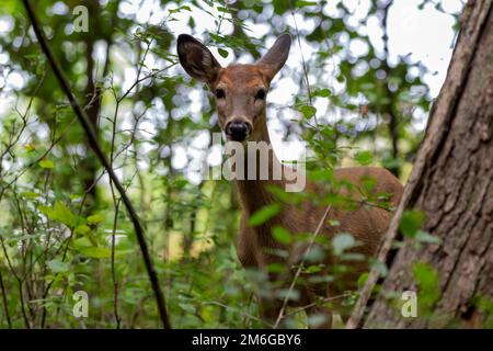 Le cerf de Virginie ou le cerf de Virginie dans la forêt d'automne. Banque D'Images