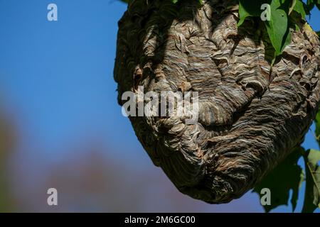 hornet à tête chauve ( Dolichovespula maculata ) Banque D'Images