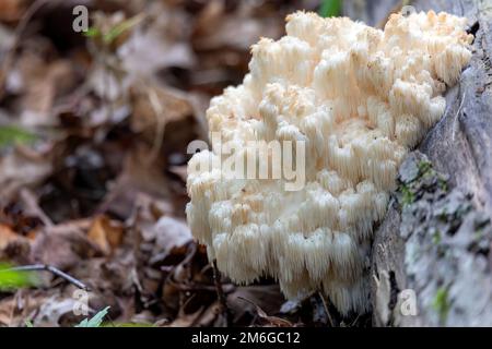 La manne du Lion , (Hericium erinaceus) Banque D'Images