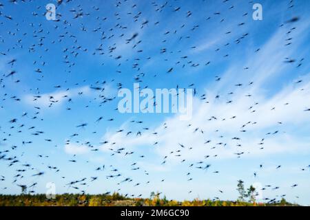 Un grand nombre de moustiques Banque D'Images