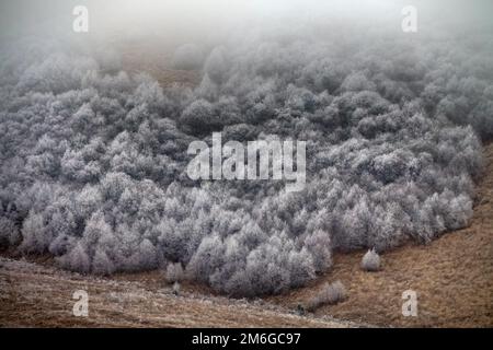 Arbres recouverts de givre, buissons, herbes avec du givre à venir Banque D'Images