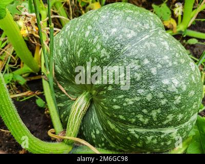 La citrouille verte pousse dans le jardin, le concept de la culture de légumes biologiques Banque D'Images