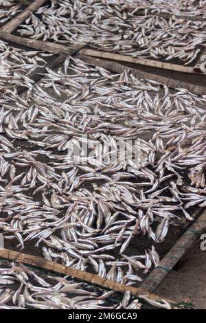 Petit poisson (ca com) pour la production de sauce de poisson en usine Banque D'Images