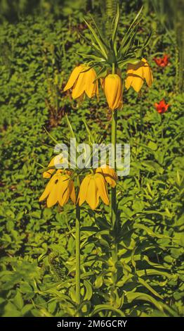 Kaiserkrone 'Fritilaria impérialis' Banque D'Images