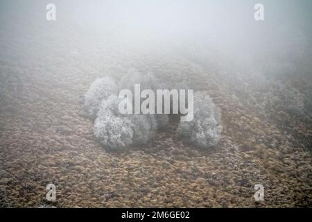 Arbres recouverts de givre, buissons, herbes avec du givre à venir Banque D'Images