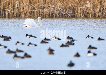 Cygne blanc, Cygnus, dans les marécages du delta du Rhin au lac de Constance près de Bregenz, Autriche Banque D'Images