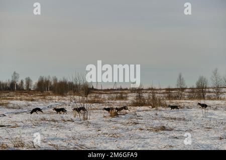 Cage pour chiens de traîneau à l'extérieur. Les chiots de la même litière d'Alaska traversent la neige dans le champ le jour d'hiver ensoleillé et glacial. Les jeunes chiens s'amusent et s'amusent activement Banque D'Images